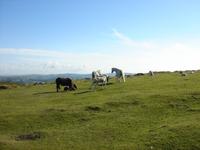 Dartmoor Ponys direkt und frei im Dartmoor