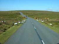 Kühe und Schafe haben hier Vorfahrt. Dartmoor