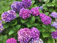 346Hortensien im Hotelgarten