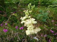 Killary Harbour - Heide, Mädesüß....