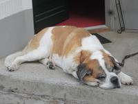 Mürren_Bummel durch den schönen Ort