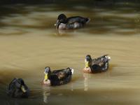 Teichanlage in der Nähe der La Seigneurie auf dem Weg zum Window-Rock