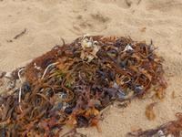 Strand von Greve de Lecq - Algen