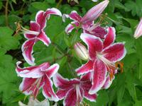 Privatgarten von Mr. Miles - Lilie