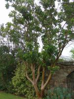 Privatgarten von Grey Gables