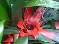 Orchideenschau Erich Young Fondation