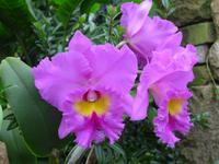 Orchideenschau Erich Young Fondation