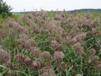 Schifffahrt nach Lötzen - Landschaft