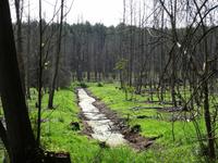 Johannisburger Heide