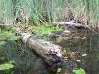 Krutyn - Während der Staker- Fahrt auf der Krutynia