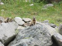 0058 Glacier-Bernina-Express- Kutschfahrt ins Val Roseg - Murmeltiere