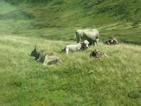 0276 Glacier-Bernina-Express- Fahrt mit dem Glacier-Express -