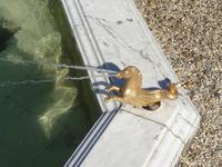 Palais Het Loo Apeldoorn