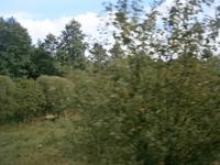 Bewuchs bis an die Gleise