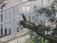 Eisvogel in Rathenow