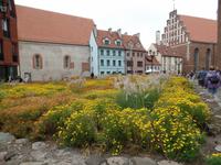 in Riga