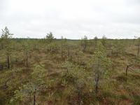 im Laheema Nationalpark