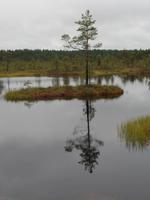 im Laheema Nationalpark