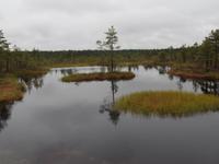 im Laheema Nationalpark