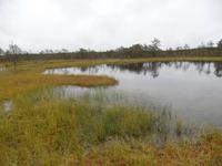 im Laheema Nationalpark