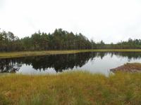 im Laheema Nationalpark