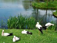 Schloss und Park Arcen