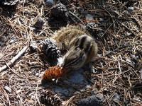 ein hungriger Chipmunk