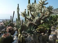 Dieser Kaktus hier muss ganz offensichtlich ein männliches Exemplar sein. Obwohl es auf diversen Jahrmärkten ja auch bärtige Ladys zu sehen geben soll.