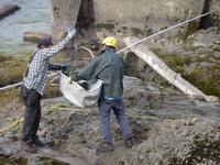 schon wieder ein volles Netz mit gleich 2 Lachse auf einmal