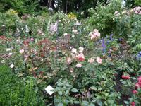 Rosengarten im Regen