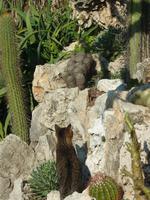 Es gab tatsächlich auch Raubtiere im Jardin Exotique! Dieser Tiger hier war auf der Jagd nach einem kleinen Drachen, auch Eidechse genannt (Direkt neben dem oberen rechten Eck neben dem kleinen Kaktus mit den vielen Kugeln).