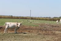 2. Tag: Radtour von Mosonmagyarovar nach Györ