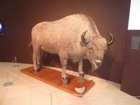 Auch einige ausgestopfte Tiere konnten im ozeanografischen Museum bestaunt werden.