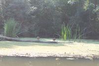 5. Tag: Radtour von Poroszlo nach Dobapuszta entlang der Theiss - Bootsfahrt auf der Theiss