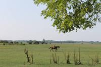 6. Tag: Vormittag Freizeit - Nachmittag Pferdekutschfahrt und Reitershow im Hotel Varga Tanya