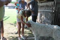 6. Tag: Vormittag Freizeit - Nachmittag Pferdekutschfahrt und Reitershow im Hotel Varga Tanya