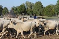 6. Tag: Vormittag Freizeit - Nachmittag Pferdekutschfahrt und Reitershow im Hotel Varga Tanya