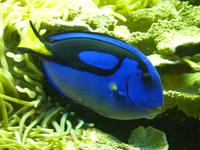 P. Sherman, 42 Wallaby Way, Sydney. P. Sherman, 42 Wallaby... Ob diese Dori den kleinen Nemo wohl auch irgendwann gefunden hat?