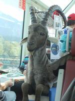 Auch der Steinbock fährt mit