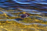 0329 Qualle im Loch Fyne