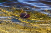 0330 Qualle im Loch Fyne