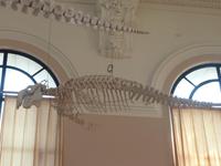 Hier nochmal ein kleineres Skelett eines Knochenfisches. Es sieht fast aus, als hätte er Hände.