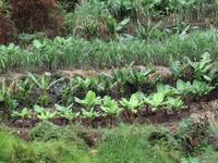 Auf der Levada - Wanderung - Gemüsefeld