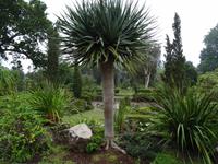 Blandys Garten - Drachenbaum