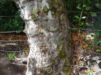 Blandys Garten - Naturwunder