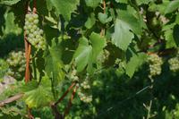 am Saale Unstrut Radweg