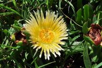 Am Guernsey Rundturm Nummer 11