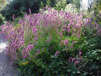 Bodnant Garden
