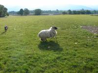 Der Bordercolli treibt den Ausreißer herbei