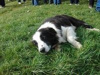 Vorführungen machen Müde - nach der Arbeit bei Neil Ross